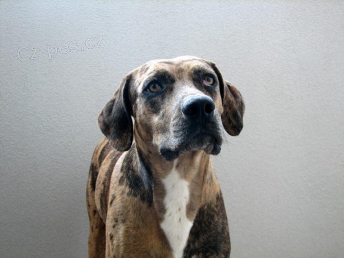 Leopard� pes s PP 1 rok