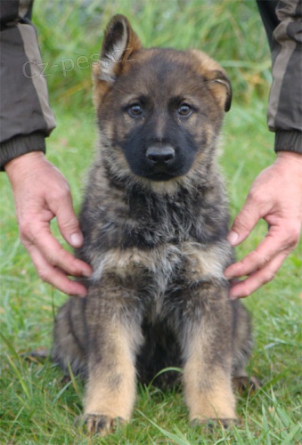 N�meck� ov��k atraktivn� vlko�ed� pes s PP