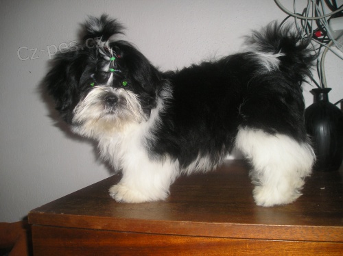 Prod�m Shih-tzu