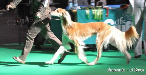 Saluki - persk� chrt