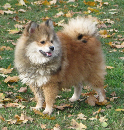 n�meck� �pic mal� , trpasli��