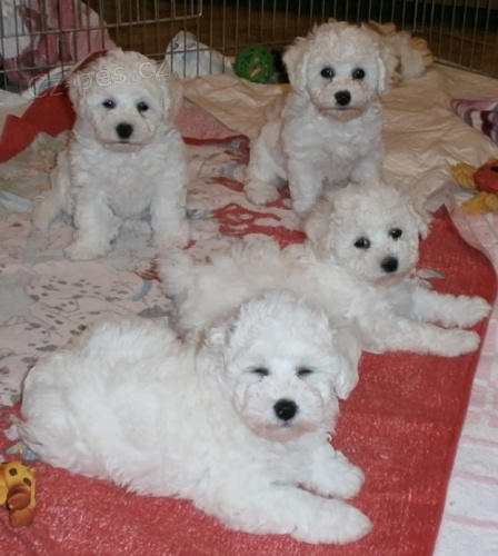 �t���tka s PP