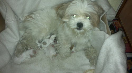 prod�m �t�n� lhasa-apso