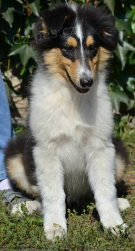 Kolie dlouhosrst� - pejsek s PP