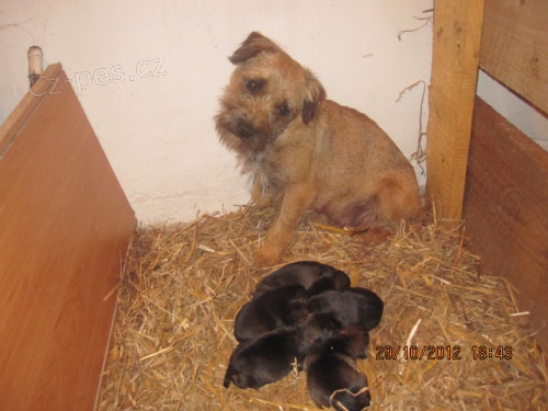 prod�m ��. Border terier