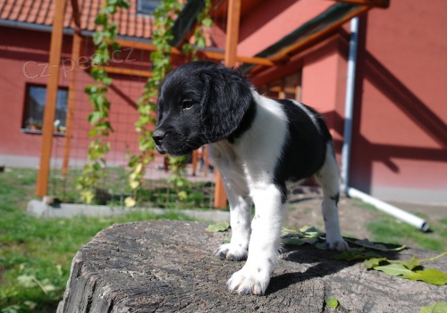 �t��ata breta�sk�ho oha�e s PP