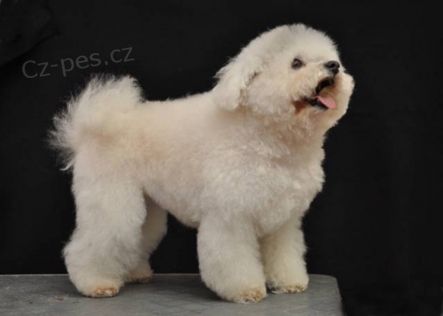 Bi�onek - kr�sn� �ist� b�l� �t��ata