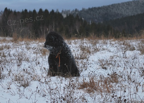 Novofundlandsk� pes - �t�n�