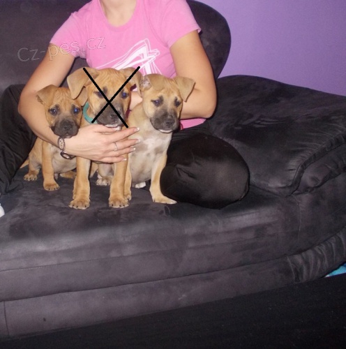 Americk� staford��rsk� teri�r 