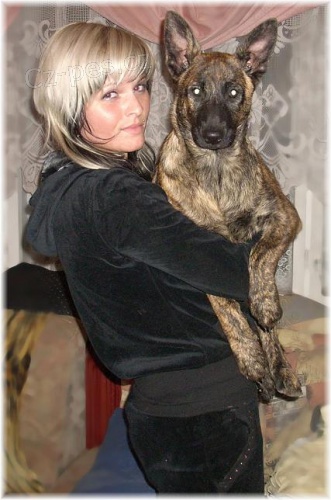 Holandsk� ov��k