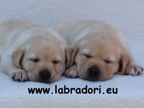 �t���tka Labrador Retriever