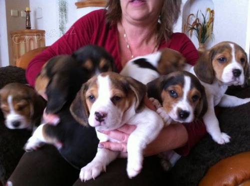 �istokrevn� tricolor �t���tka b�gla