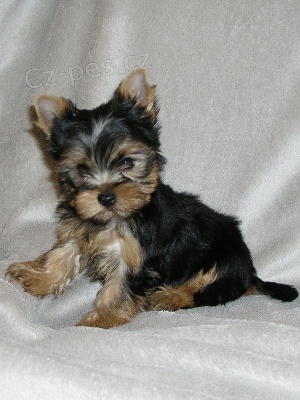 �t��ata jork��ra