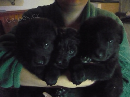 prod�m �t���tka Novofundl. psa