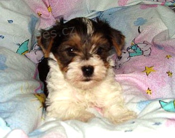 Biewer yorkshire terrier �t���tka - kluci s PP