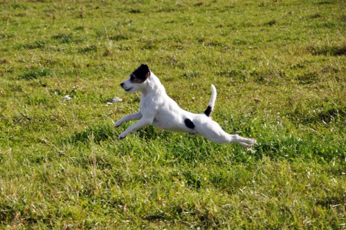 Parson Russel Teri�r 