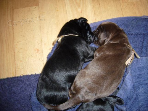 Novofundlandsk� pes �t���tka