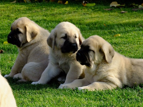 �pan�lsk� mastin - �t��ata s PP