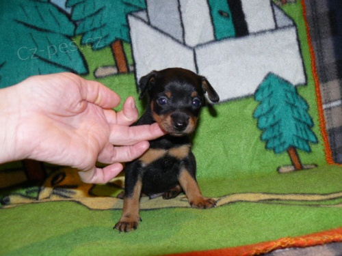 Trpasli�� pin� po �istokrevn�ch rodi��ch