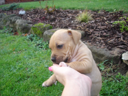 Americk� Staford�irsk� Teri�r