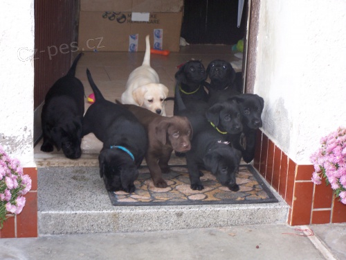 �t���tka labradorsk�ho retr�vra 