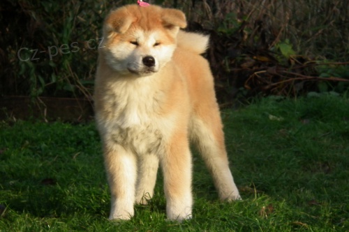  Akita inu �t��ata FCI po championach 