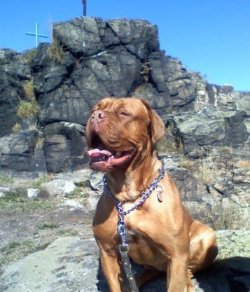 bordauxska doga �t�n�tko