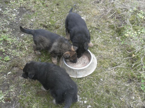 Prod�m �t��ata NO bez PP