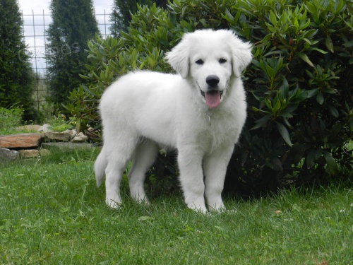 Slovensk� �uva� s PP