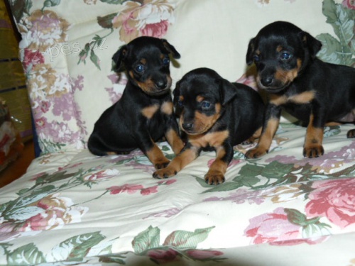 Trpasli�� pin� po �istokrevn�ch rodi��ch