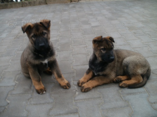 n�meck� ov��k �t��ata