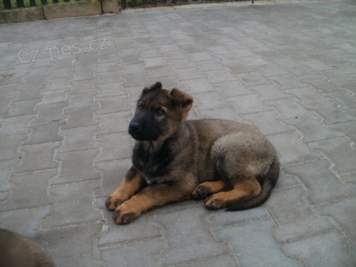 n�meck� ov��k �t��ata