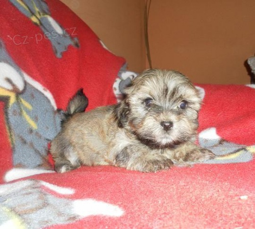 Havansk� ps�k (bi�onek)