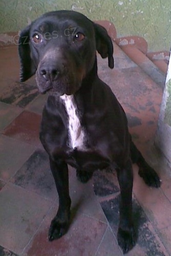 Louisiansk� leopard� pes - daruji