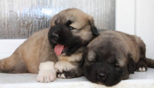 Kavkazsk� pasteveck� pes s PP