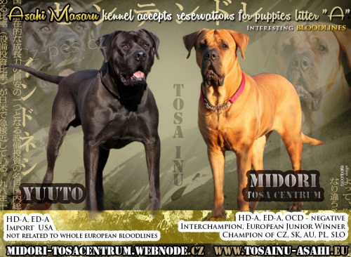 �t���tka Tosa Inu s PP po vynikaj�c�ch rodi��ch - l�to
