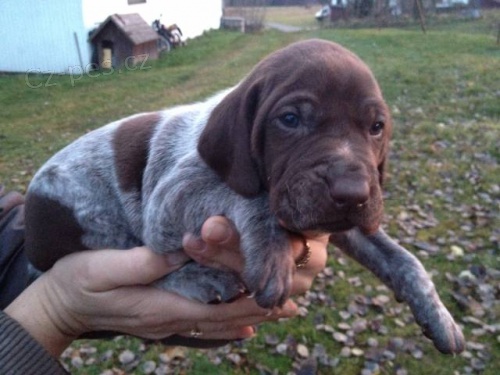 N�meck� oha� kr�tkosrst�