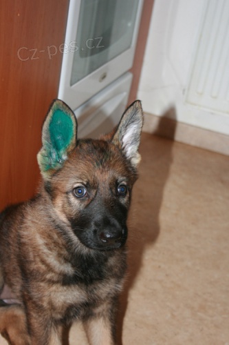 N�meck� ov��k