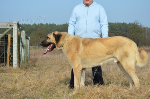 TOSUN TALAS KANGAL!!!