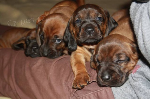 �t���tka Bavorsk�ho barv��e