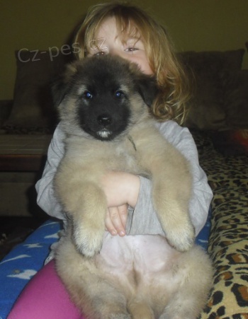 Belgick� ov��k Tervueren