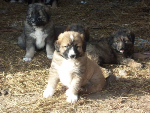 Kavkazsk� pasteveck� pes