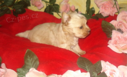 Zlat� jork��rek s PP