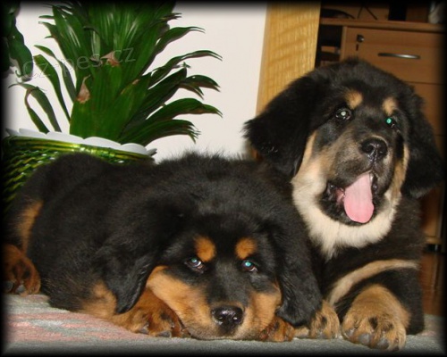 Tibetsk� doga - �t���tka s PP