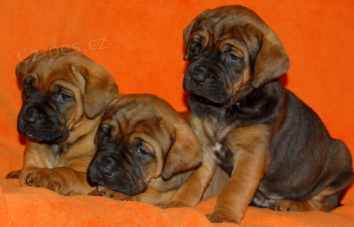 Tosa Inu - �t���tkka s PP 