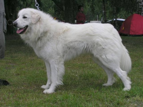 �t��ata Slovensk� �uva�