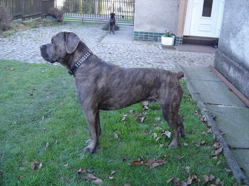Cane Corso-kryc� pes