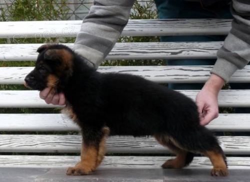 �t���tka N�meck�ho ov��ka s rodokmenem