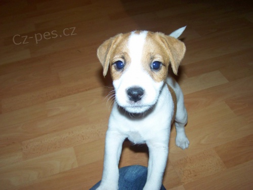 parson russell teri�r