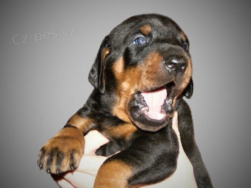 Dobrman - �t��ata s PP